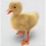 ducks only <3