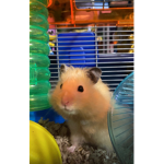 Hamster Society