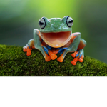 Baby frogz