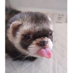 The Fish Ferret Cult