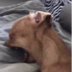 The Dying Dog Collective