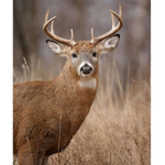 Oh Deer Fan Club