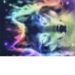 Wolf-Packk