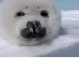 become a seal icon