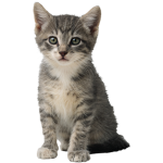 gatito