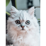 Ultimate cats people