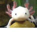 South Lotl