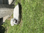Morena il cane poltrona