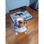 RIP Snorkie