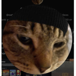 Catwifabeanie fan group