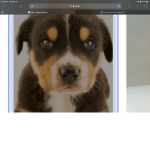 Your dog!!!