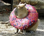 cabybara zone
