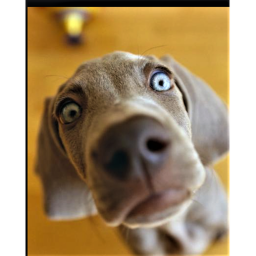 Doggy Dayz game for fun!