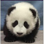 Cookie and panda