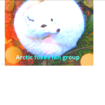 Arctic Foxes Fangroup