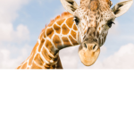 The official giraffe group!