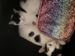 Team pet group