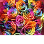 Multicolored Flowers