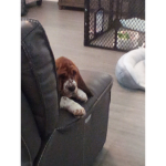 BASSET HOUND BRAT