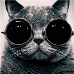 .:The Cat Empire:.