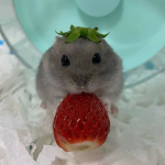 hammy club !!