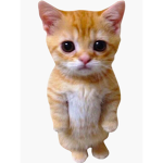 EL Gato is Better Than Floppa
