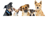 The animal rescue center