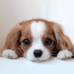 Da Cute Puppies