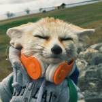 The Fennec Foxes Studio