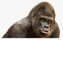 [????]monke enjoyer hangout
