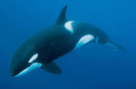Whale group YouTube
