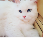 MY CAT IS WHITE
