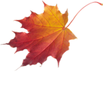 Autumn Leaf