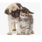 Pug and cat fan club