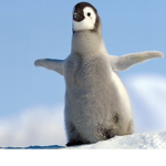 Penguin group / club