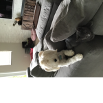 Cute little puppies and outfits