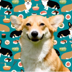 Der py Corgis