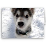husky puppy lovers