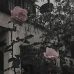 ~Blūēbērry + Brēād~