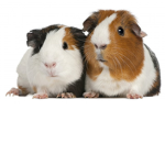 TEH #GUINEA PIG SQUAD