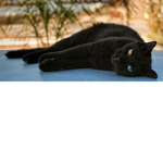 cool cats101