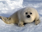 The Little Seal Gang