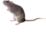 The Rats of Roblox.