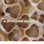 . pinkk petal apparel .