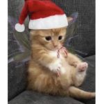 whiskersss