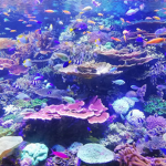 ｅｃｏｓｙｓｔｅｍｓ