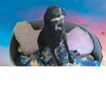 Luna the doggo squad