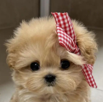 ⋆ puppies