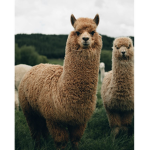 Llama’s are beautiful creatures! <3