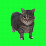猫ミームコミュニティ:3